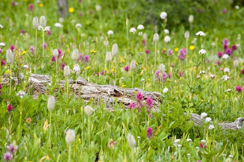 Framed Meadow Of Color Print