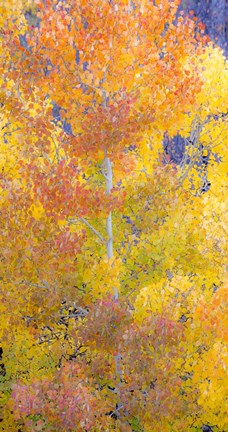 Framed Natures Color Print