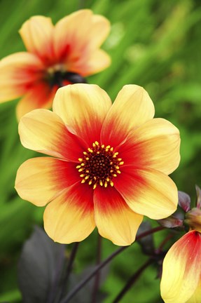 Framed Dahlias Print