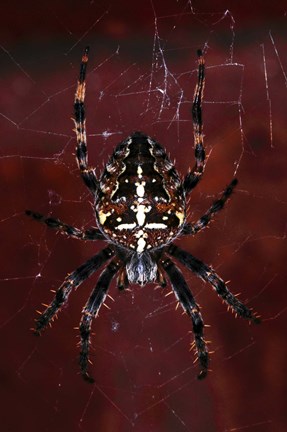 Framed Garden Spider Print