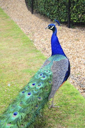 Framed Peacock Print