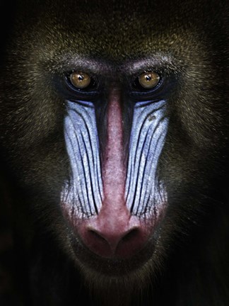 Framed Mandrill Print