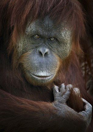 Framed Emotion Print