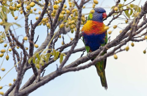 Framed Rainbow Lorikeet Print