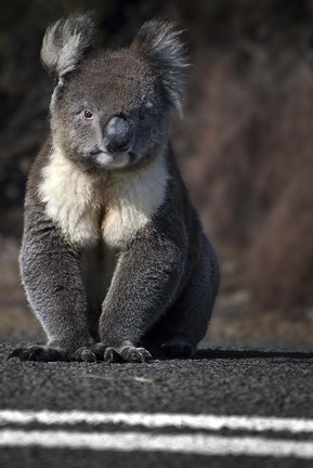 Framed Playing Chicken Print