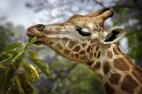 Framed Giraffe Print
