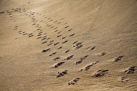 Framed Crossing Paths Print