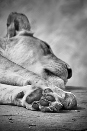 Framed Lions Paw Print