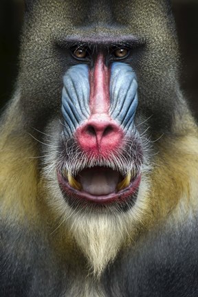 Framed Mandrill 2 Print