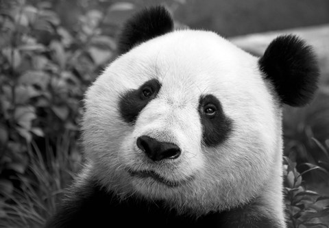 Framed Giant Panda Print