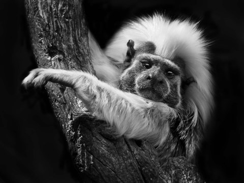 Framed Tamarin Print