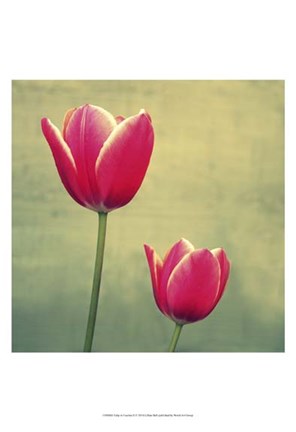 Framed Tulip in Fuchsia II Print