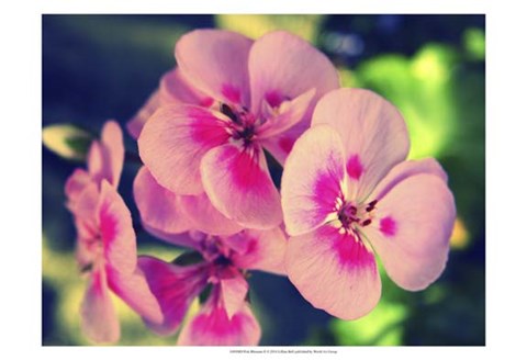 Framed Pink Blossom II Print