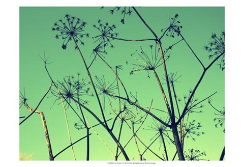 Framed Cow Parsley I Print