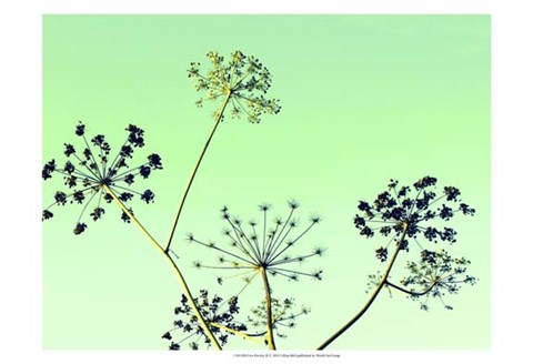 Framed Cow Parsley II Print