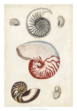 Framed Seashore Field Notes I Print