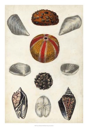 Framed Seashore Field Notes II Print