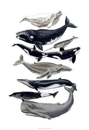 Framed Whale Display I Print
