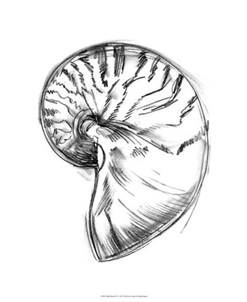 Framed Shell Sketch IV Print