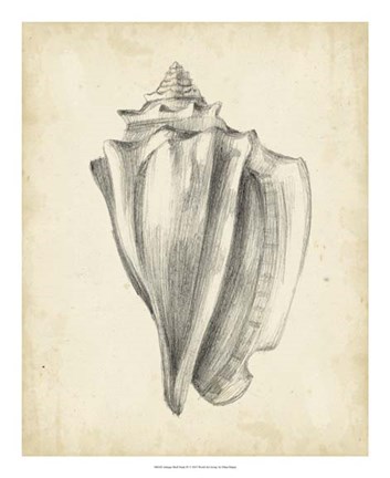 Framed Antique Shell Study IV Print