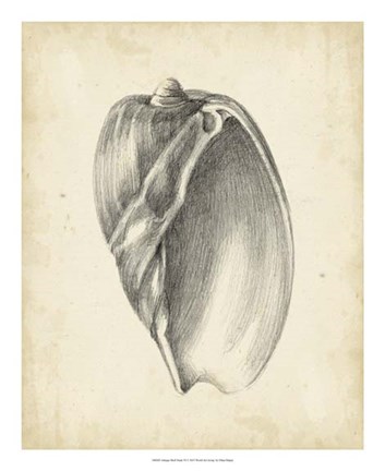 Framed Antique Shell Study VI Print