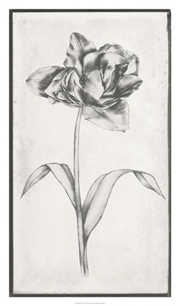 Framed Single Stem I Print