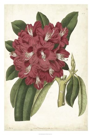 Framed Antique Rhododendron II Print