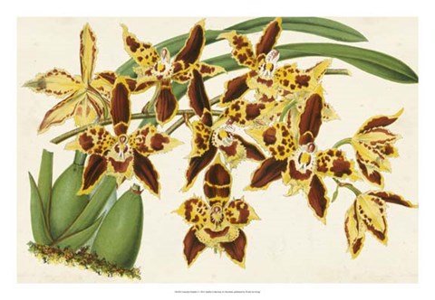 Framed Graceful Orchids I Print