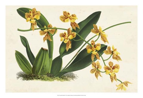 Framed Graceful Orchids III Print