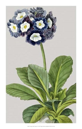 Framed Vintage Garden Varieties IV Print