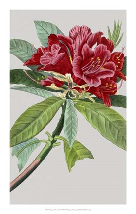 Framed Vintage Garden Varieties VII Print