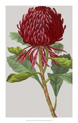 Framed Vintage Garden Varieties VIII Print