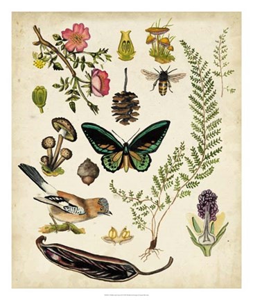 Framed Walk in the Forest II Print