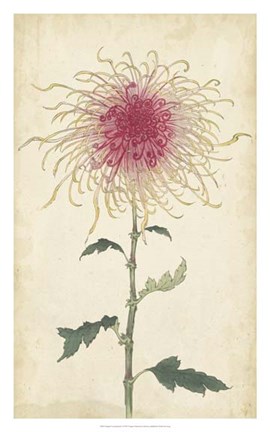 Framed Elegant Chrysanthemums I Print