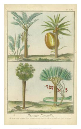 Framed Histoire Naturelle Tropicals I Print