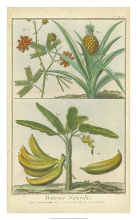 Framed Histoire Naturelle Tropicals II Print