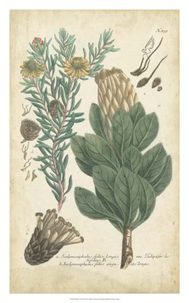 Framed Weinmann Conifers III Print