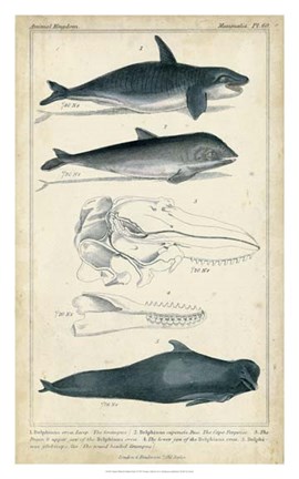 Framed Antique Whale &amp; Dolphin Study I Print