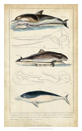 Framed Antique Whale &amp; Dolphin Study II Print