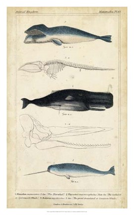 Framed Antique Whale &amp; Dolphin Study III Print