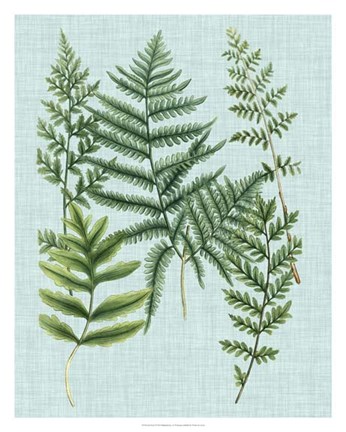 Framed Spa Ferns I Print