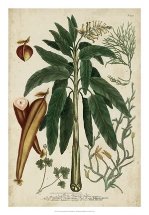Framed Vintage Tropicals II Print