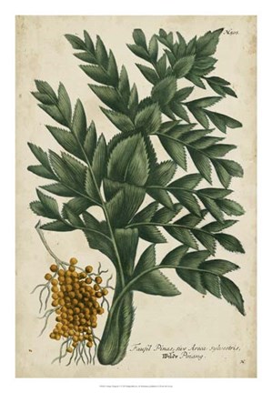 Framed Vintage Tropicals V Print