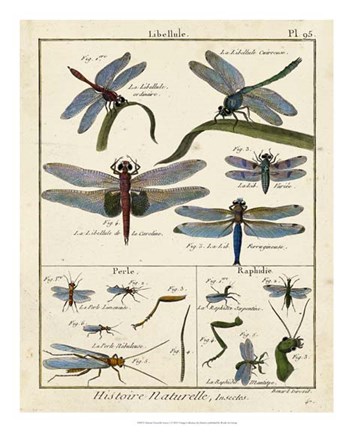 Framed Histoire Naturelle Insects I Print