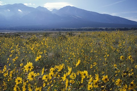 Framed Colorado Mtns Daisies Print