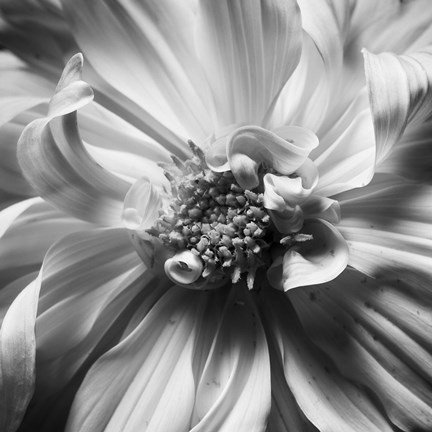 Framed Dahlia 2 Print