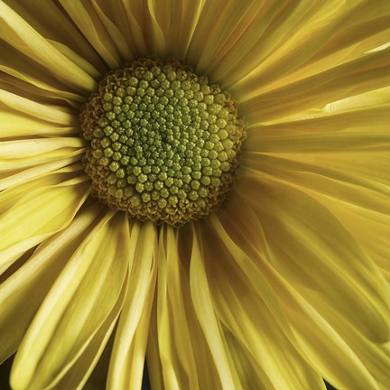 Framed Yellow Daisy Print