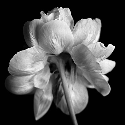 Framed Flower Black and White Print