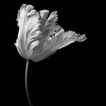 Framed Parrot Tulip Print