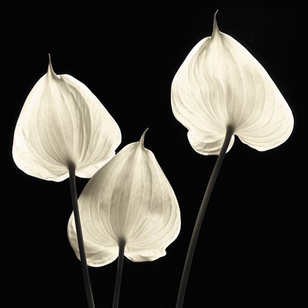 Framed Three Tropicals Print